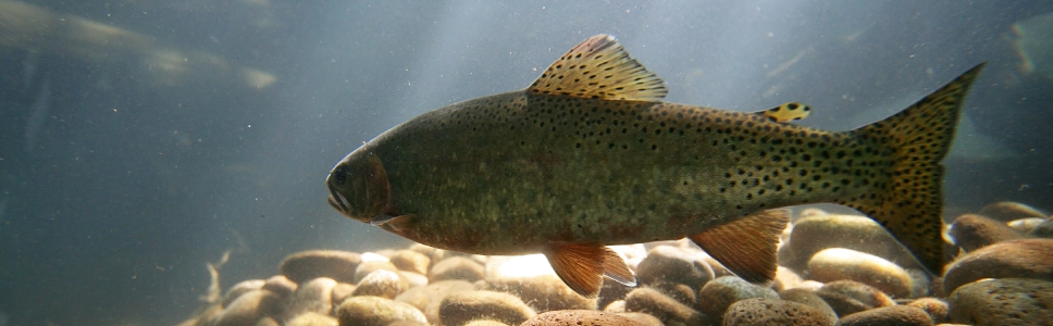 AZASURE Antiparasitario